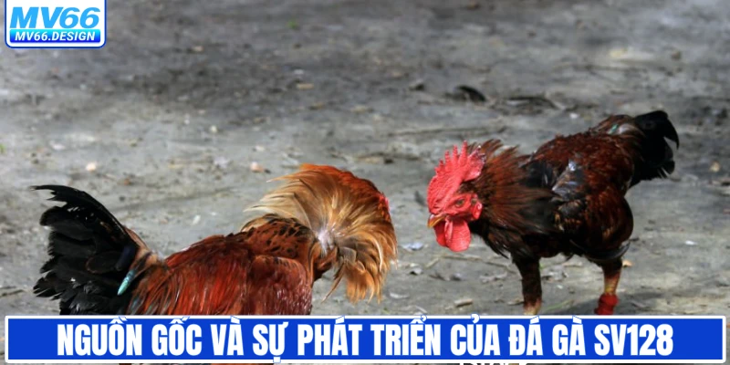Nguồn gốc và sự phát triển của đá gà SV128