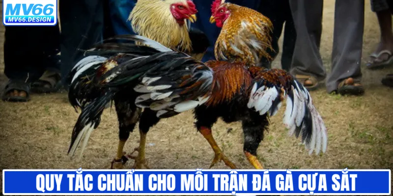 Quy tắc chuẩn cho mỗi trận đá gà cựa sắt